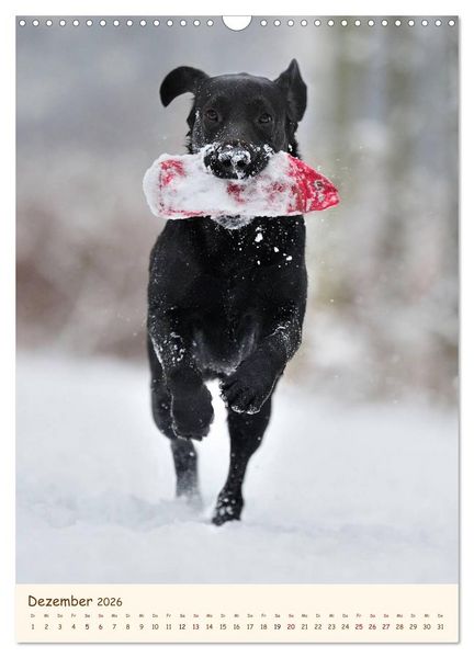 Produktbild: Labrador Retriever (Wandkalender 2026 DIN A3 hoch), CALVENDO Monatskalender