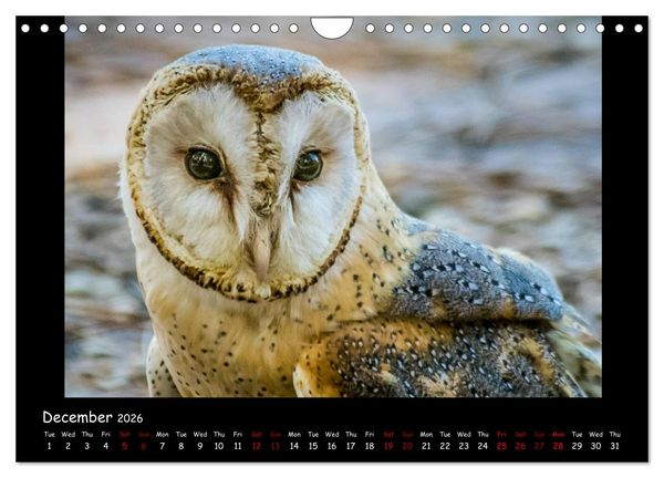 Produktbild: Birds of South Africa (Wall Calendar 2026 DIN A4 landscape), CALVENDO 12 Month Wall Calendar