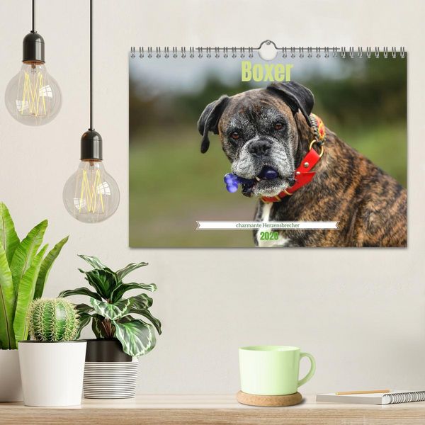 Produktbild: Boxer - charmante Herzensbrecher (Wandkalender 2026 DIN A4 quer), CALVENDO Monatskalender