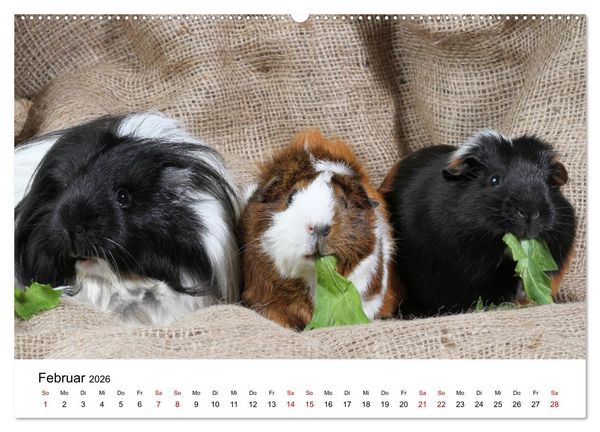 Produktbild: Unsere Meerschweinchen (hochwertiger Premium Wandkalender 2026 DIN A2 quer), Kunstdruck in Hochglanz
