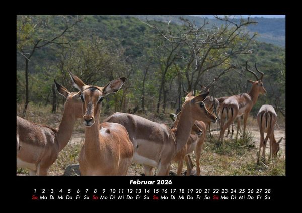 Produktbild: Welt der Tiere 2026 Fotokalender DIN A3