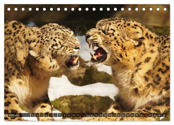 Produktbild: Raubkatzen. Wild, sch&ouml;n und kraftvoll (Tischkalender 2026 DIN A5 quer), CALVENDO Monatskalender