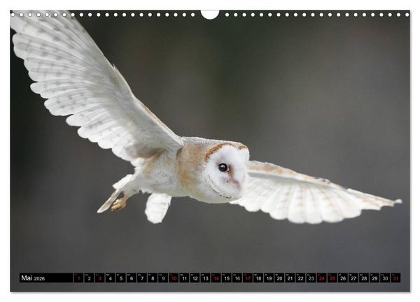 Produktbild: Greifv&ouml;gel und Eulen (Wandkalender 2026 DIN A3 quer), CALVENDO Monatskalender