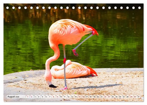 Produktbild: Flamingo Zauber (Tischkalender 2026 DIN A5 quer), CALVENDO Monatskalender
