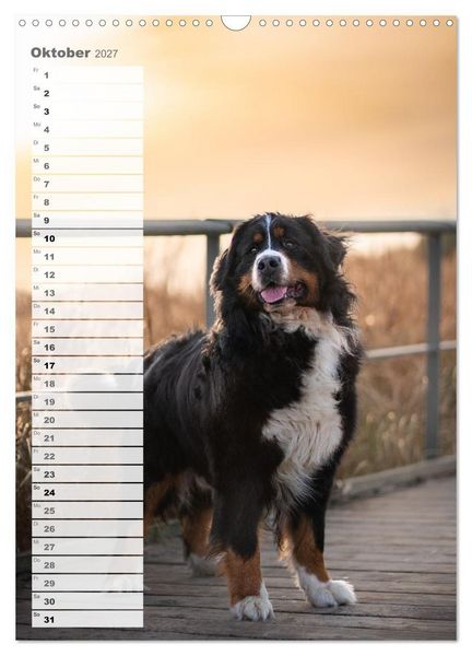 Produktbild: Berner Sennenhunde im Laufe der Jahreszeiten (Wandkalender 2027 DIN A3 hoch), CALVENDO Monatskalender