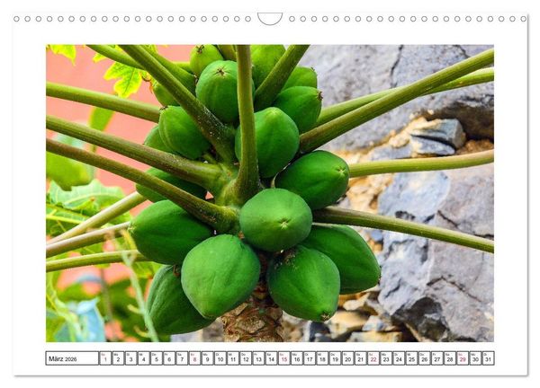 Produktbild: Insel der Sehnsucht - La Gomera (Wandkalender 2026 DIN A3 quer), CALVENDO Monatskalender