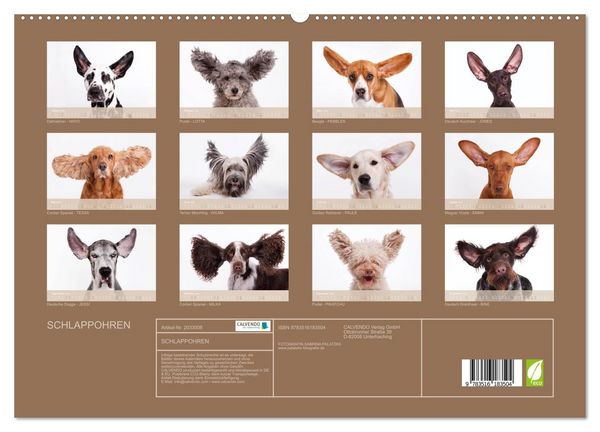 Produktbild: SCHLAPPOHREN (hochwertiger Premium Wandkalender 2026 DIN A2 quer), Kunstdruck in Hochglanz