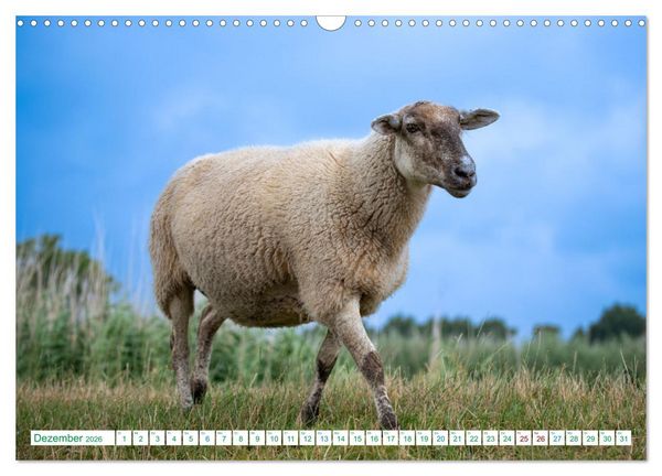Produktbild: Schillig und Horumersiel - Im Wangerland unterwegs (Wandkalender 2026 DIN A3 quer), CALVENDO Monatskalender
