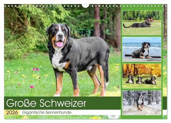 Produktbild: Gro&szlig;e Schweizer - Gigantische Sennenhunde (Wandkalender 2026 DIN A3 quer), CALVENDO Monatskalender