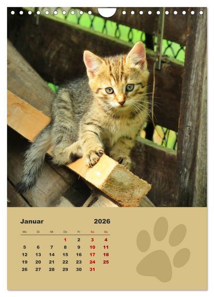 Produktbild: Wilde T&auml;tzchen, kleine wilde Katzen entdecken die Welt (Wandkalender 2026 DIN A4 hoch), CALVENDO Monatskalender