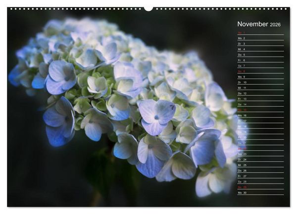 Produktbild: Die Hortensie und ihre vielen Gesichter (hochwertiger Premium Wandkalender 2026 DIN A2 quer), Kunstdruck in Hochglanz