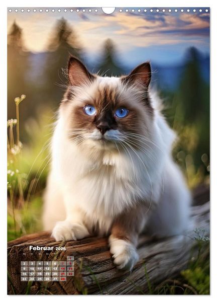 Produktbild: Pfotenabenteuer - Ragdolls in der Natur (Wandkalender 2026 DIN A3 hoch), CALVENDO Monatskalender