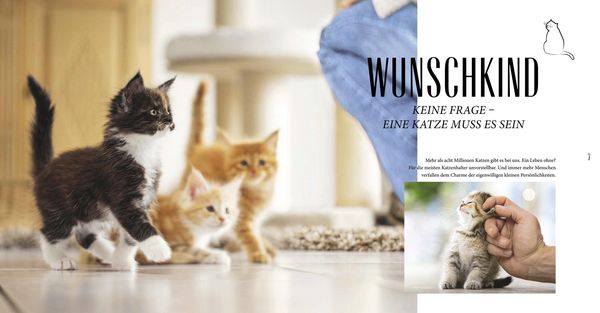 Produktbild: Katzen-Basics