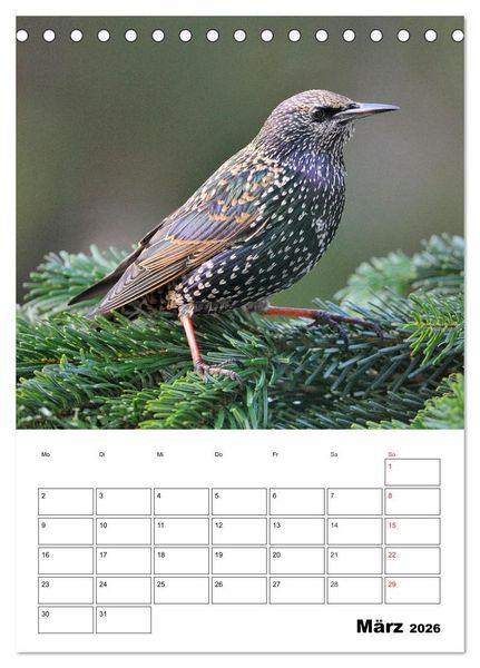 Produktbild: Bezaubernde V&ouml;gel im heimischen Garten (Tischkalender 2026 DIN A5 hoch), CALVENDO Monatskalender