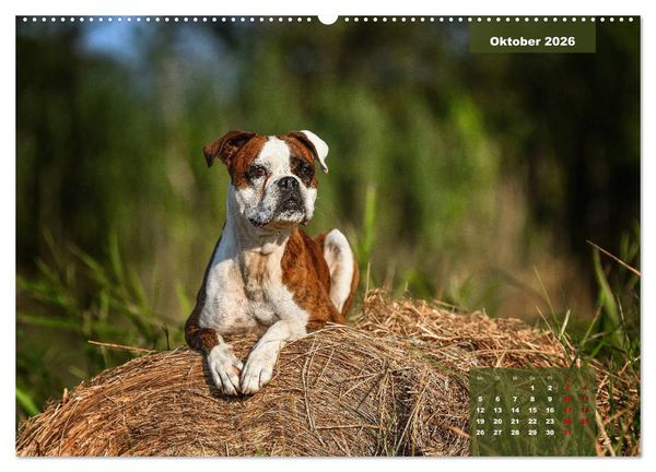Produktbild: Boxer Frech und fr&ouml;hlich durch das Jahr (Wandkalender 2026 DIN A2 quer), CALVENDO Monatskalender