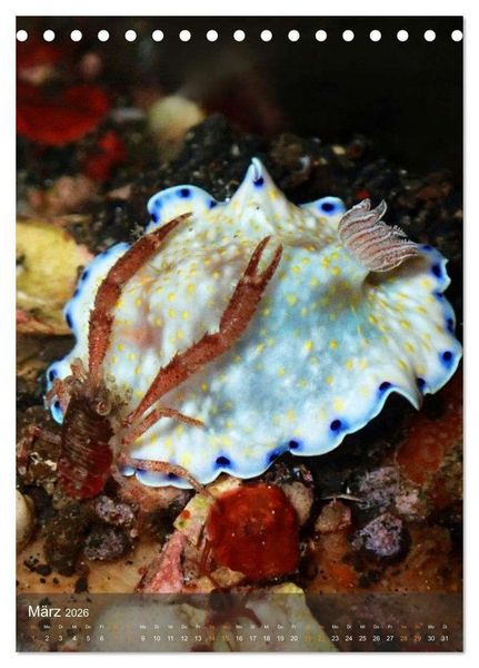 Produktbild: Nudibranches Meeresnacktschnecken aus Nord-Sulawesi (Tischkalender 2026 DIN A5 hoch), CALVENDO Monatskalender