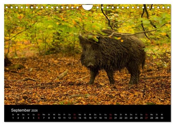 Produktbild: Wilde Wutzen. Das heimische Wildschwein (Wandkalender 2026 DIN A4 quer), CALVENDO Monatskalender