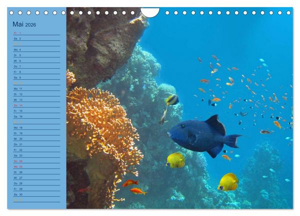 Produktbild: Momente im Blau - Ein Terminplaner f&uuml;r Unterwasser-Freunde (Wandkalender 2026 DIN A4 quer), CALVENDO Monatskalender