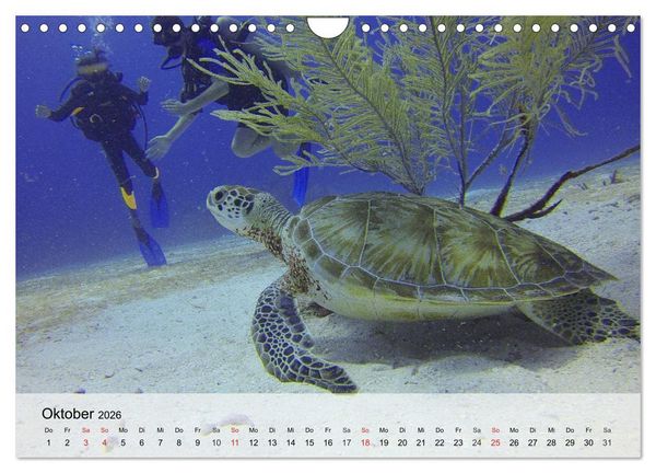 Produktbild: Meeresschildkr&ouml;ten. Nomaden der Ozeane (Wandkalender 2026 DIN A4 quer), CALVENDO Monatskalender