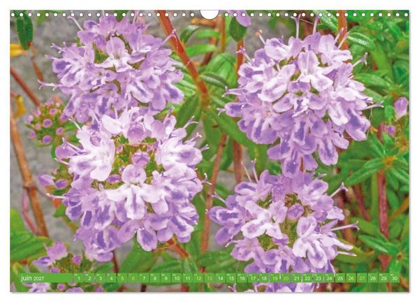 Produktbild: Fleurs du jardin aromatique (Calendrier mural 2027 DIN A3 vertical), CALVENDO calendrier mensuel