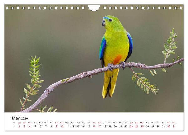 Produktbild: Australian Parrots (Wall Calendar 2026 DIN A4 landscape), CALVENDO 12 Month Wall Calendar
