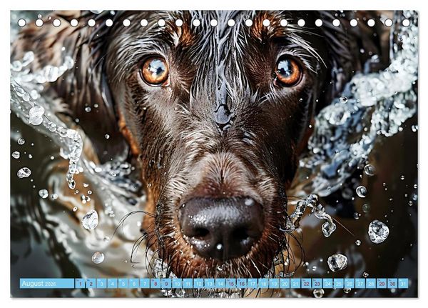 Produktbild: Hunde und Wasser (Tischkalender 2026 DIN A5 quer), CALVENDO Monatskalender