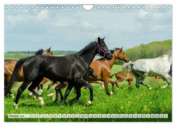 Produktbild: Edle Pferde - ausgelassen und unbeschwert (Wandkalender 2026 DIN A4 quer), CALVENDO Monatskalender