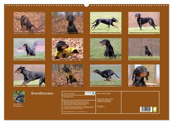 Produktbild: Brandlbracken (Wandkalender 2026 DIN A2 quer), CALVENDO Monatskalender