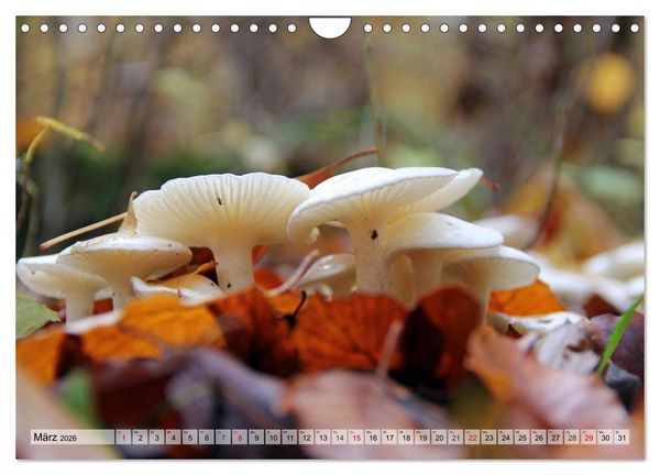 Produktbild: Waldpilz-Impressionen (Wandkalender 2026 DIN A4 quer), CALVENDO Monatskalender
