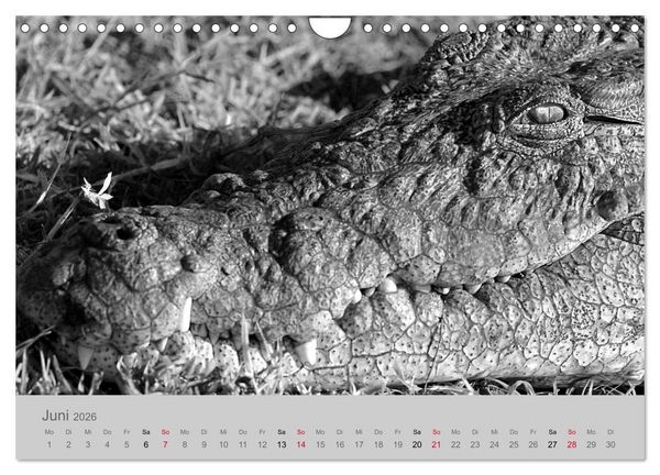 Produktbild: Die Seelen der wilden Tiere (Wandkalender 2026 DIN A4 quer), CALVENDO Monatskalender
