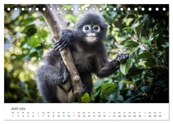 Produktbild: S&Uuml;DOSTASIEN (Tischkalender 2026 DIN A5 quer), CALVENDO Monatskalender
