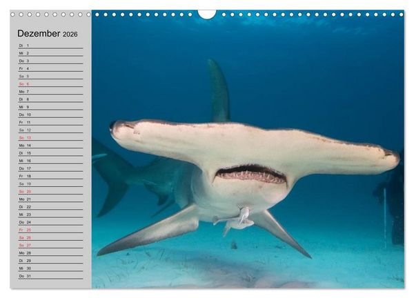 Produktbild: Haie (Wandkalender 2026 DIN A3 quer), CALVENDO Monatskalender