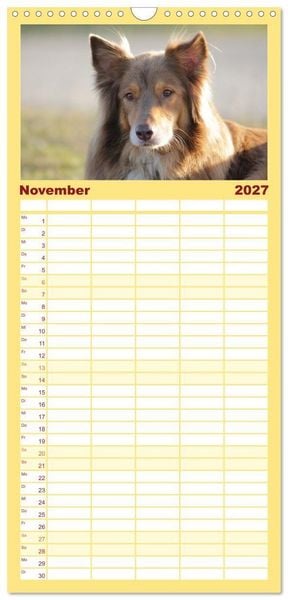 Produktbild: Familienplaner 2027 - Australian Shepherd - Treue Blicke, wilde Herzen mit 5 Spalten (Wandkalender, 21 x 45 cm) CALVENDO