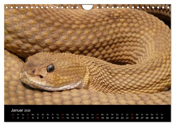 Produktbild: Schlangen (Wandkalender 2026 DIN A4 quer), CALVENDO Monatskalender