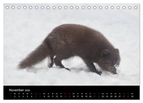 Produktbild: Polarfuchsstudien Wildlife (Tischkalender 2026 DIN A5 quer), CALVENDO Monatskalender