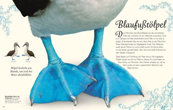 Produktbild: Wundervolle Welt der V&ouml;gel