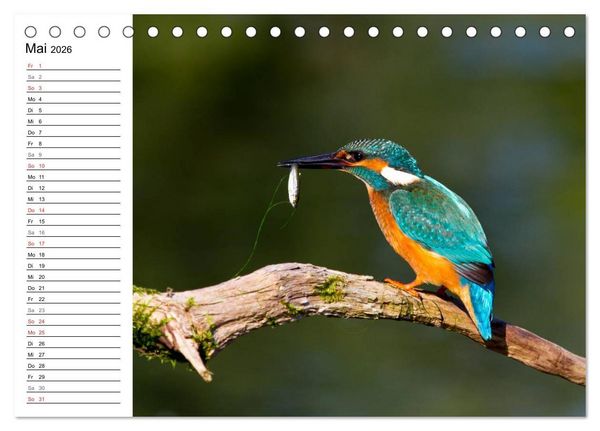 Produktbild: Eisv&ouml;gel (Tischkalender 2026 DIN A5 quer), CALVENDO Monatskalender