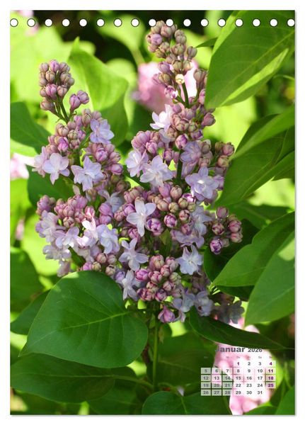 Produktbild: Fliederbl&uuml;te (Tischkalender 2026 DIN A5 hoch), CALVENDO Monatskalender