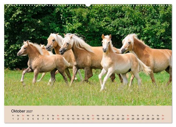 Produktbild: Haflinger Fohlen (Wandkalender 2027 DIN A2 quer), CALVENDO Monatskalender