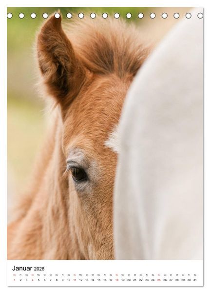 Produktbild: Camargue Pferde - wei&szlig;e M&auml;hnen (Tischkalender 2026 DIN A5 hoch), CALVENDO Monatskalender