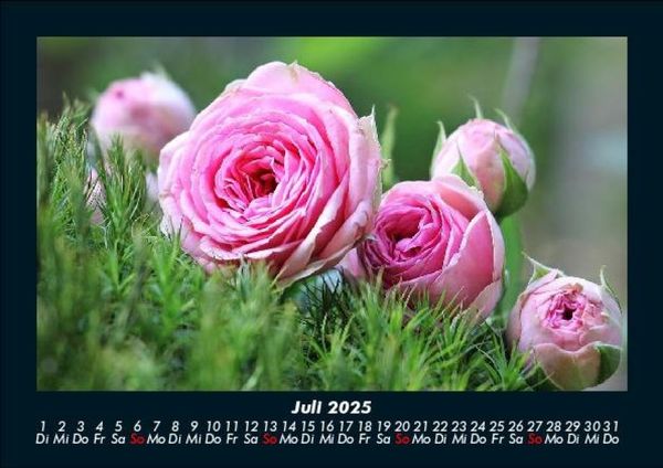 Produktbild: Rosentraum 2025 Fotokalender DIN A5