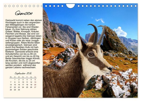 Produktbild: Majest&auml;tische Horntr&auml;ger (Wandkalender 2026 DIN A4 quer), CALVENDO Monatskalender