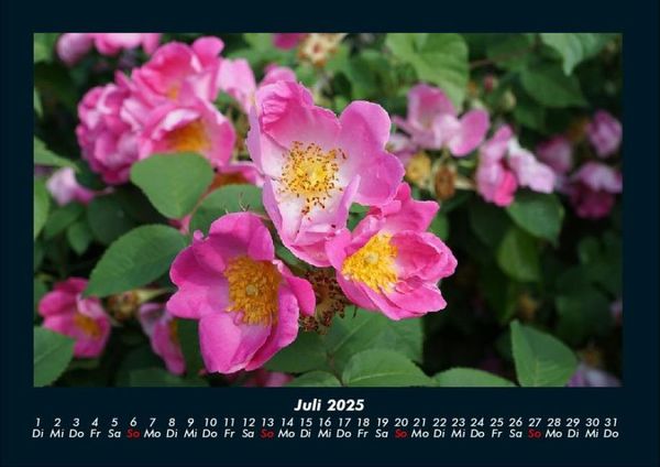 Produktbild: Rosentraum 2025 Fotokalender DIN A4