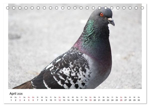 Produktbild: Geliebte Tauben (Tischkalender 2026 DIN A5 quer), CALVENDO Monatskalender