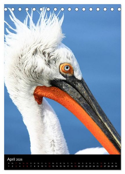 Produktbild: Wildlife 2026 (Tischkalender 2026 DIN A5 hoch), CALVENDO Monatskalender