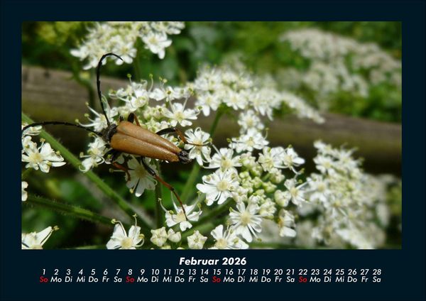 Produktbild: K&auml;fer 2026 Fotokalender DIN A4