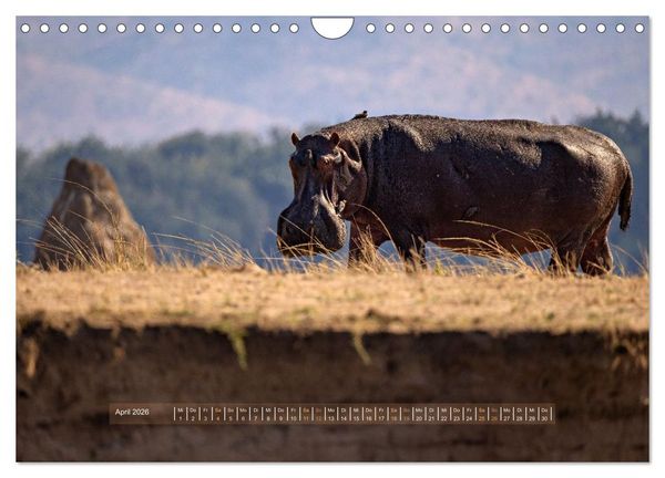 Produktbild: Sambias gro&szlig;artige Tierwelt (Wandkalender 2026 DIN A4 quer), CALVENDO Monatskalender
