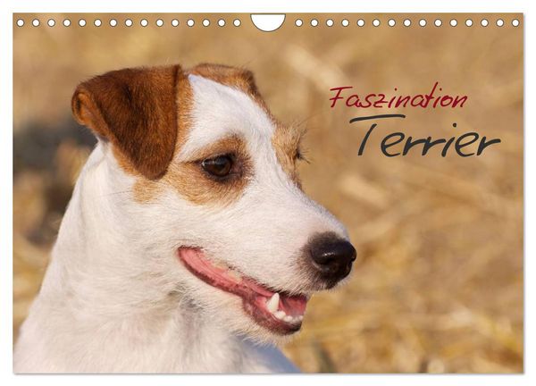 Produktbild: Faszination Terrier (Wandkalender 2026 DIN A4 quer), CALVENDO Monatskalender