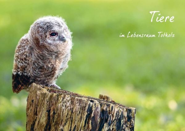 Produktbild: Wunderwelt Totholz