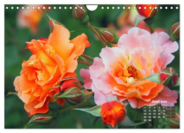 Produktbild: Rosen, die K&ouml;nigin der Blumen (Wandkalender 2026 DIN A4 quer), CALVENDO Monatskalender